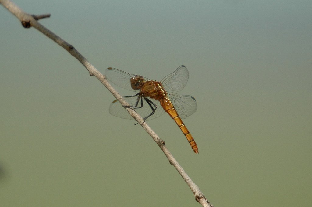 054 2007-12191989 Window on the Wetlands, Arnhem Hwy, NT.JPG - Fiery Skimmer (Orthetrum villosovittatum) Dragonfly. Window on the Wetlands, Arnhem Highway, NT, AU, 12-19-2007